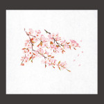 遠赤保鮮紙(小)桜  (100枚入)  (W64560)