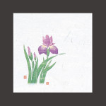 4寸OP懐石敷紙 菖蒲  (100枚入)  (W65112)