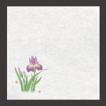 新・濡れ奉書紙  菖蒲  (100枚入)  (W65395)