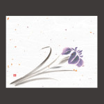 4x5寸花風情 菖蒲  (100枚入)  (W65968)