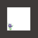 ミニ耐油天紙 菖蒲 (100枚入)  (W66356)