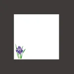ミニ耐油天紙 菖蒲 (100枚入)  (W66356)