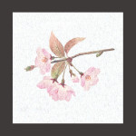 両面ラミ四季彩シート 桜 (200枚入)  (W66366)