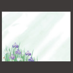 尺3四季彩まっと 花雅(はなみやび) 菖蒲  (100枚入)  (W66453)