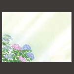 尺3四季彩まっと 花雅(はなみやび) 紫陽花  (100枚入)  (W66454)