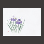 四季彩鮮度保持紙 菖蒲 (100枚入)  (W69005)