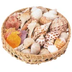 【2026年夏】インテリアシェル 500g (No182-18)