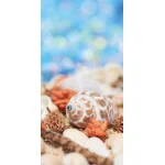 【2026年夏】タペストリー 貝殻 (No182-18)