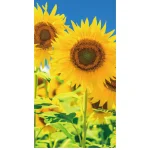 【2026年夏】タペストリー(防炎)満天ひまわり (No182-3)