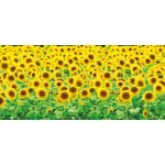 【2026年夏】ディスプレイシート ひまわり畑 (No.025771)