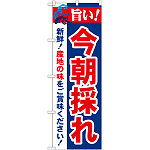 のぼり旗 旨い!今朝採れ (21689)