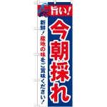 のぼり旗 旨い!今朝採れ (21689)