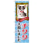 のぼり旗 チワワ入荷しました (GNB-2450)