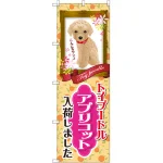 のぼり旗 トイプードル アプリコット 入荷 (GNB-2455)