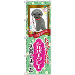 のぼり旗 トイプードル シルバーグレー 入荷 (GNB-2459)