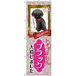 のぼり旗 トイプードル ブラック 入荷 (GNB-2462)