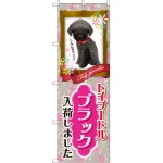 のぼり旗 トイプードル ブラック 入荷 (GNB-2462)