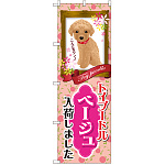 のぼり旗 トイプードル ベージュ 入荷 (GNB-2464)