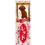 のぼり旗 トイプードル レッド 入荷 (GNB-2466)