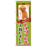 のぼり旗 トイプードル入荷 (GNB-2467)