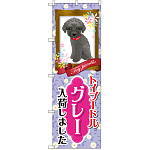 のぼり旗 トイプードル グレー 入荷しました (GNB-2567)
