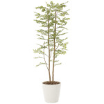 光触媒 人工観葉植物 造花 ゴールデンリーフ 1.8 (高さ180cm) (155P450)