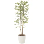 光触媒 人工観葉植物 造花 ゴールデンリーフ 1.8 (高さ180cm) (155P450)