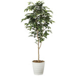 光触媒 人工観葉植物 造花 ベンジャミン1.6 (高さ160cm) (2015A250)