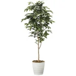 光触媒 人工観葉植物 造花 ベンジャミン1.6 (高さ160cm) (2015A250)