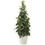 光触媒 人工観葉植物 造花 フレッシュポトス1.2 (高さ120cm) (2023K280)