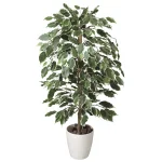 光触媒 人工観葉植物 造花 ゴールデンフィカス