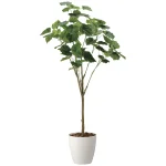 光触媒 人工観葉植物 造花 フィカスウンベラータ1.7 (高さ170cm) (2117R450)