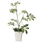 光触媒 人工観葉植物 造花 シェフレラ (高さ68cm) (212R70)