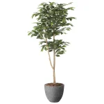 光触媒 人工観葉植物 造花 ナチュラルベンジャミン1.6 (高さ160cm) (2401A500)
