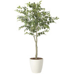 光触媒 人工観葉植物 造花 フィカスツリー1.85(組立式) (高さ185cm) (2438A430)