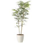 光触媒 人工観葉植物 造花 ツートントネリコ1.6 (高さ160cm) (2442A380)