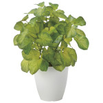 光触媒 人工観葉植物 造花 バウヒニア (高さ40cm) (2446A60)