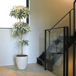 光触媒 人工観葉植物 造花 ミルキーパキラ1.8 (高さ180cm) (2455A420)