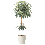 光触媒 人工観葉植物 造花 ミルキーパキラ1.6 (高さ160cm) (2456A330)