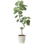 光触媒 人工観葉植物 造花 ツイストウンベラータ1.6 (高さ160cm) (2495A450)