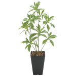 光触媒 人工観葉植物 造花 フレッシュアセビ (高さ60cm) (2507 A55)