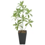 光触媒 人工観葉植物 造花 フレッシュアセビ (高さ60cm) (2507 A55)