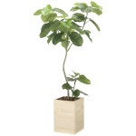 光触媒 人工観葉植物 造花 ウッドボックスウンベラータW1.8 (高さ180cm) (2512A680)