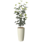 光触媒 人工観葉植物 造花 スリムシェフレラ1.3(ポリ製) (高さ130cm) (2532R280)
