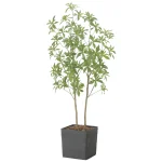 光触媒 人工観葉植物 造花 インテリアフレッシュアセビ1.5 (高さ150cm) (2575A370)