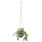 光触媒 人工観葉植物 造花 ペペロニアハンギンク (高さ75cm) (2581A50)