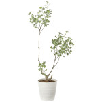 光触媒 人工観葉植物 造花 フィカストライアングル1.45 (高さ145cm) (2592A350)