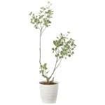 光触媒 人工観葉植物 造花 フィカストライアングル1.45 (高さ145cm) (2592A350)