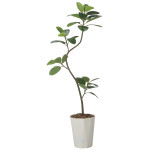 光触媒 人工観葉植物 造花 フレッシュツイストゴムの木1.75(組立式) (高さ175cm) (2625A320)