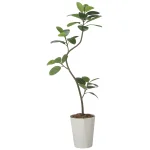 光触媒 人工観葉植物 造花 フレッシュツイストゴムの木1.75(組立式) (高さ175cm) (2625A320)
